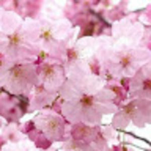 Meet your Posher, Lois